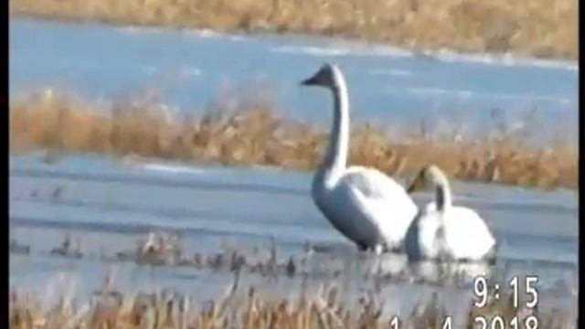 ПАРА КЛИКУНОВ: МЫ ДОМА, И ЛЁД СКОРО РАСТАЕТ! смотреть онлайн