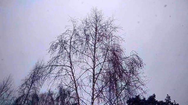 Есенин С.А. Белая береза. White Birch.  Sergey Yesenin.