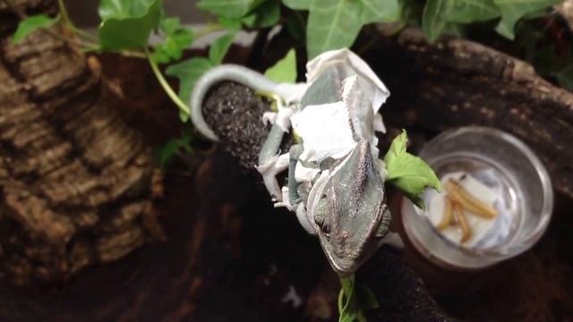 Veiled Chameleon Shedding смотреть онлайн