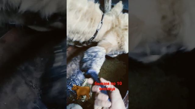 Каша для быков откорм 🐂🐂🐂👍 смотреть онлайн