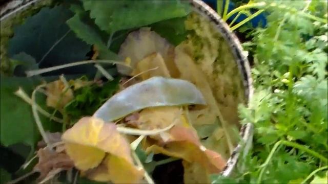 Aquaponics Greenhouse Tour, after four months смотреть онлайн