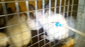 ПРАВИЛЬНЫЕ полы в клетках для кроликов!