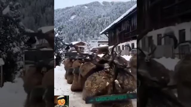ЖУТКИЙ ПАРАД В НОРВЕГИИ смотреть онлайн