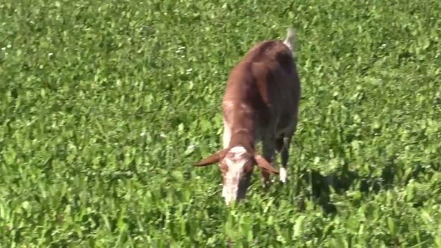 Ganaderos en su hábitat | Cabras en Luena | 26.4.2024 смотреть онлайн