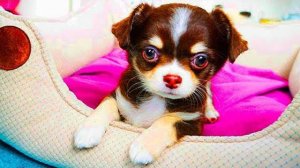 МОЕ ДЕТСТВО глазами щенка Юми Чу 🐶💭