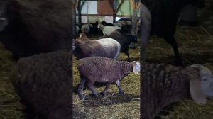 Ярки, переярки овцы