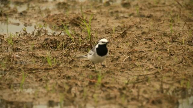 白鶺鴒，White wagtail смотреть онлайн