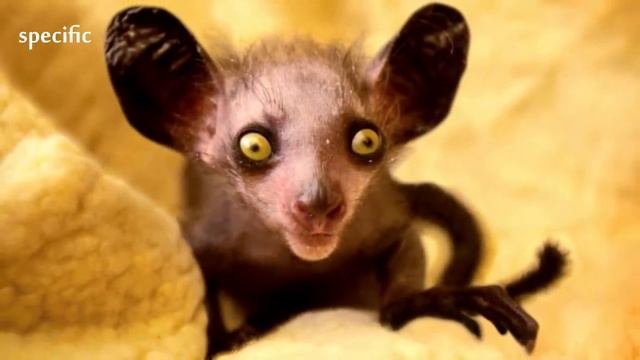 Details about Aye aye Specific information about animals Animal wikipedia series animal смотреть онлайн