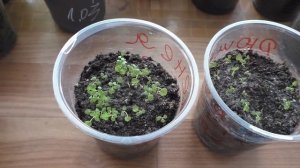 Дюшенея индийская, месяц со дня посева.