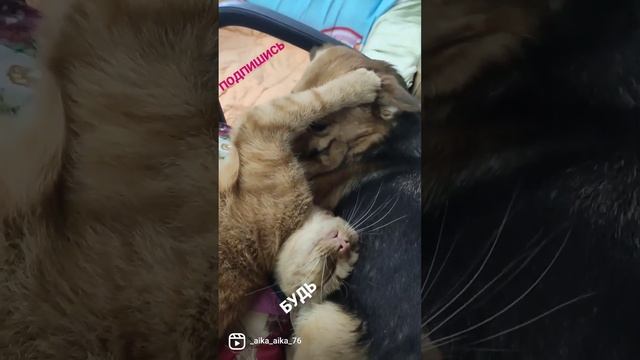 НЕ ПРЕДАВАЙТЕ СВОИХ ХВОСТИКОВ##РОСТОВ##МОСКВА##ПИТЕР##ДОМПРИЮТ##СОБАКИ##КОШКИ##МИР##ДОБРО###ЛЮБОВЬ# смотреть онлайн