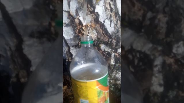 Иду смотреть берёзовый сок [1] часть смотреть онлайн