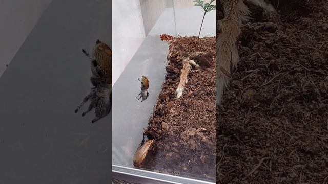 Паук скакунчик охотится смотреть онлайн