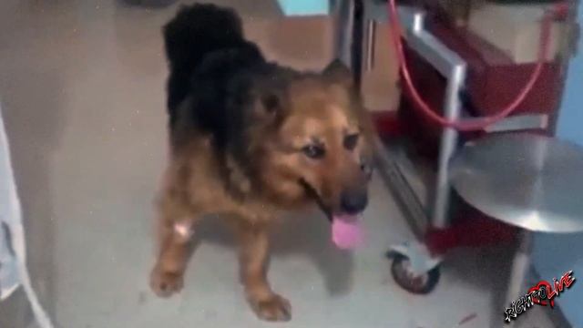 Женщина была в шоке когда ее нашла! Она чудом выжила после встречи с живодером! смотреть онлайн