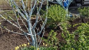 Обработка персика перед цветением. Абрикоса.