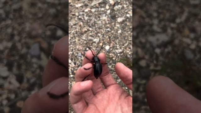 Cactus longhorn beetle! Bit me, but not very painful! смотреть онлайн