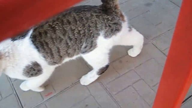 КОТ ДЛЯ ШАУРМЫ смотреть онлайн