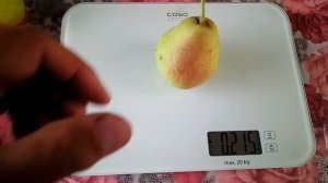 #60. Взвешиваем груши сорт Сказочная.