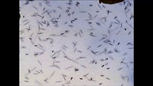 BBC: Джунгли 1 сезон 1 серия (документальный сериал, 2003)