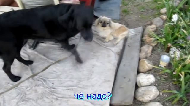 Муля и Сэм.mp4 смотреть онлайн