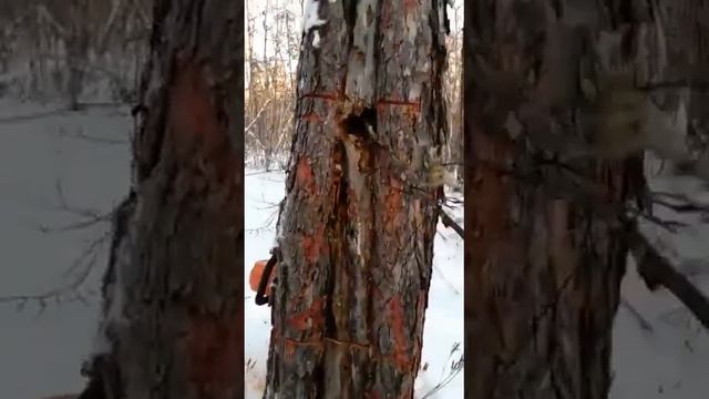 Потомок Урана