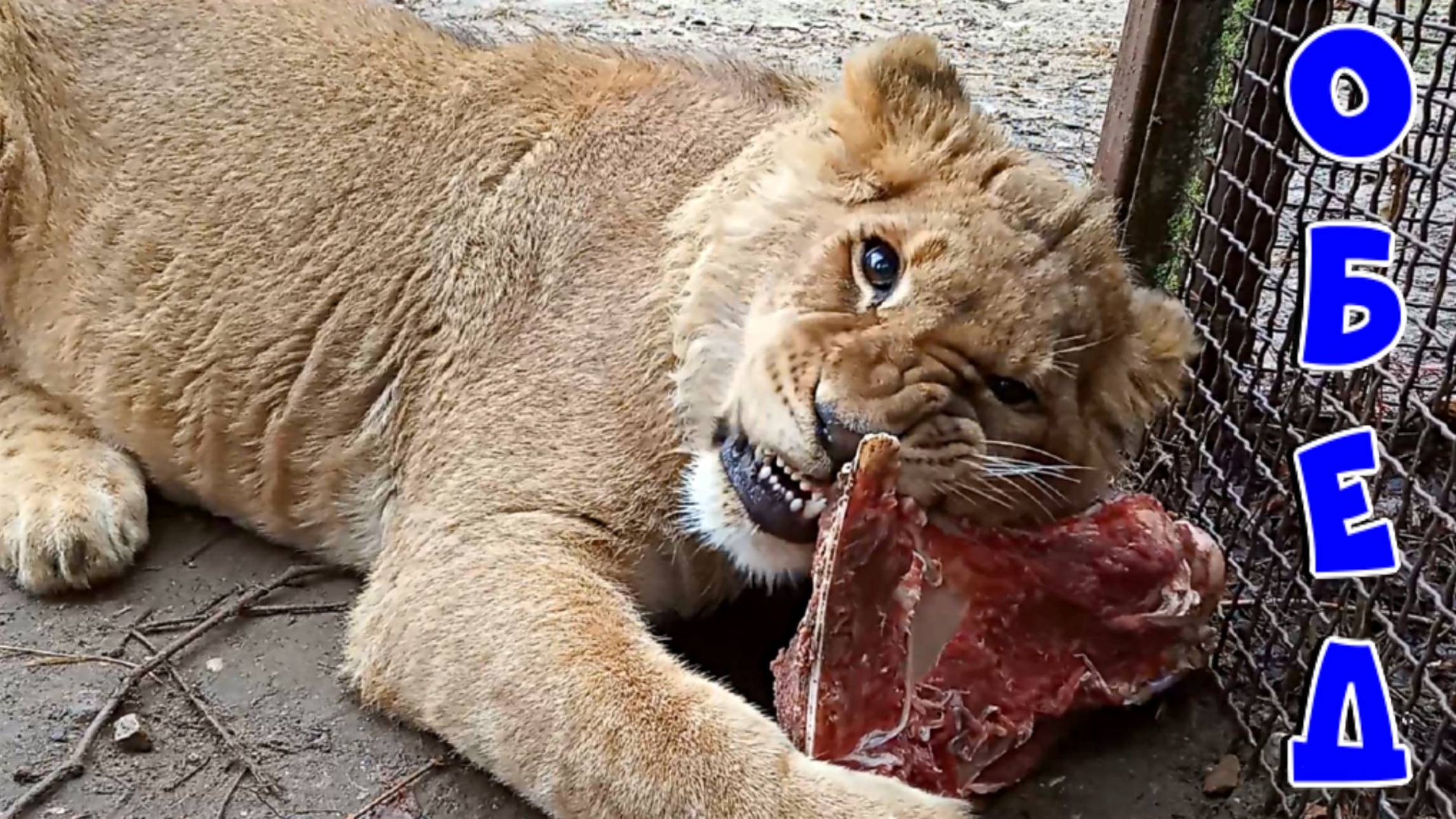 Царь ШЕРХАН трапезничать желает. / Как проходил обед у наших любимых котиков. (5 выпуск) смотреть онлайн