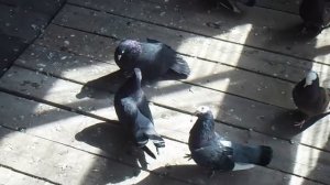 Ставропольские высоколетные голуби Тишина Вячеслава Владимировича