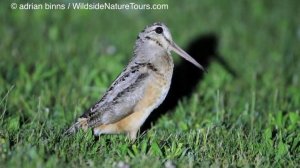American Woodcock peenting