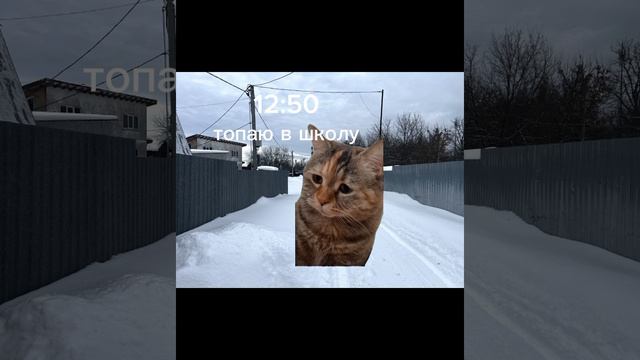 как проходит мой Обычный будний день //КОТЫ МЕМЫ\\ смотреть онлайн