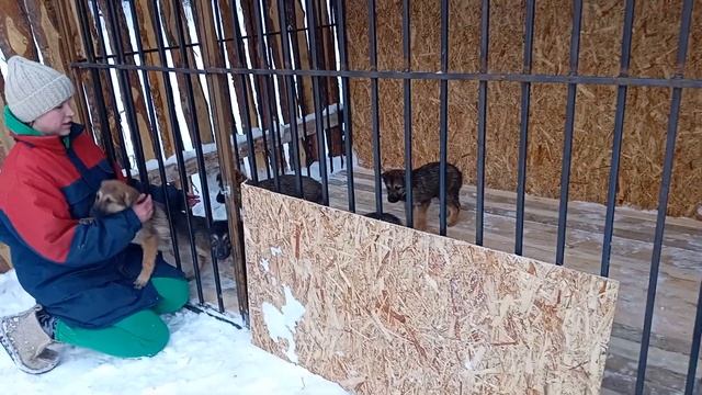 примерка вольера 😃 смотреть онлайн