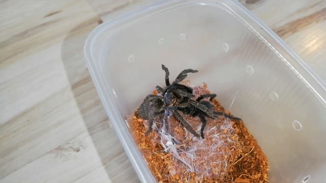harpactira sp black 💪💪 dopuszczanie, kopulacja 🤘🤘🤘🖤🖤🖤 смотреть онлайн