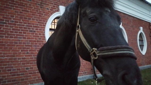 Гуляем с Багдадом... Темнеет, декабрь_20241228_161803 смотреть онлайн