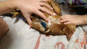 Чистим зоб у курицы