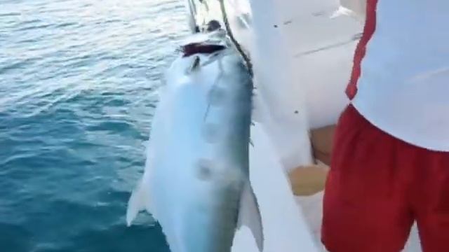 Fishing Adventures #31 - Bird Rescue and Trolling Barracuda and Queenfish in Abu Dhabi смотреть онлайн