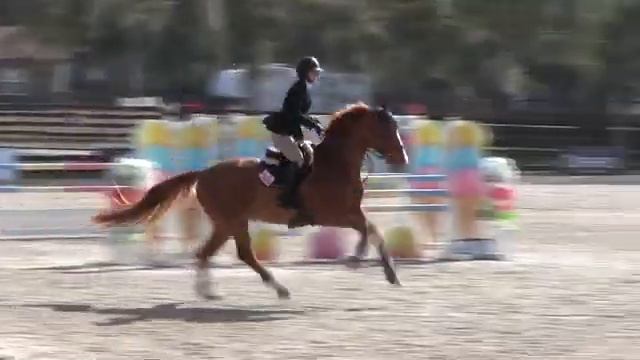 Video of ZARINO BLUE ridden by Shawna Swanson from ShowNet! смотреть онлайн