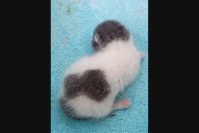 Любовь всего превыше #Манури1 смотреть онлайн