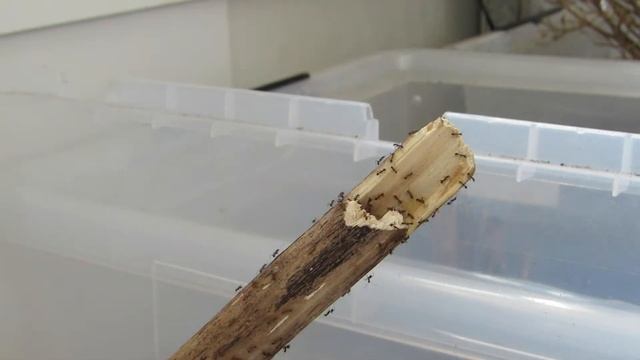 extra video: pheidole yeensis eet van tak смотреть онлайн