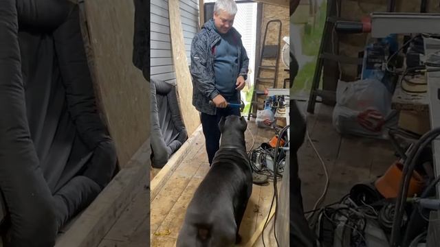 🤣🤣🤣#tttt #cane #канекорсо #canecorso #canecorsoitaliano #канекорсоитальяно смотреть онлайн