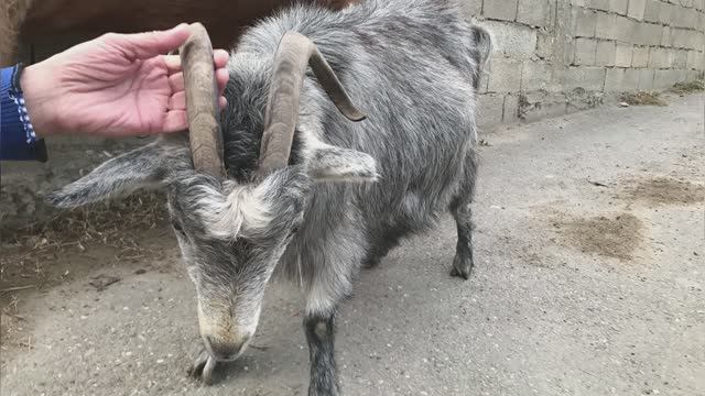 Автор поëт колыбельную смотреть онлайн