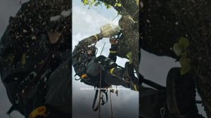 Как я стал заниматься арбористикой #пульслеса