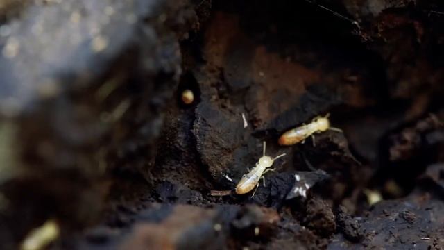 Soil organic matter: Everything you need to know about organic matter on your farm смотреть онлайн