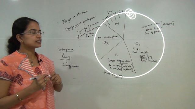 Cell Cycle - Interphase - G0, G1, S and G2 Stages - NEET | AIIMS | MCAT смотреть онлайн