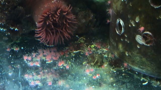 Hesteactine Actinia equina смотреть онлайн