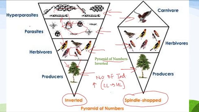 Types of Ecological Pyramids - Energy, Biomass, Numbers 💥 DOWNLOAD BUDDHI IAS APP💥 смотреть онлайн
