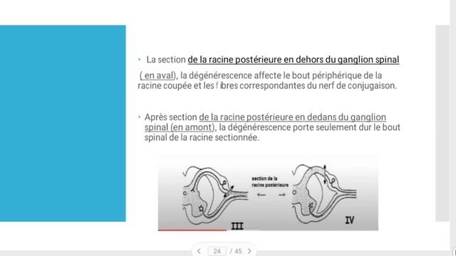 PHYSIO-NEURO🧠: RACINES RACHIDIENNES..2ÈME MÉDECINE✅..Unité5🧠👅 смотреть онлайн
