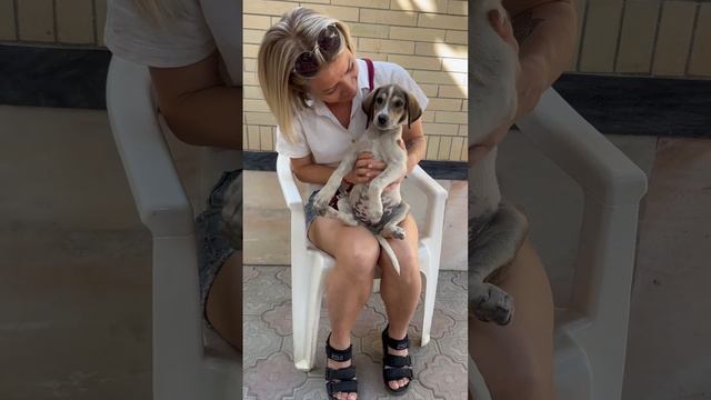 dog is man's best friend смотреть онлайн