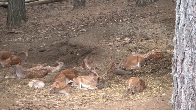 Parco Nazionale della Sila Centro Visite " Monaco " - Calabria - Italia смотреть онлайн