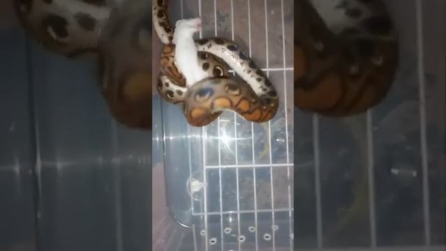 Rainbow boa caught a mouse by the tail \ радужный удав поймала мышь за хвост смотреть онлайн