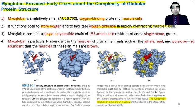 The Three Dimensional Structure of Proteins (Biochemistry and other Life Sciences) смотреть онлайн