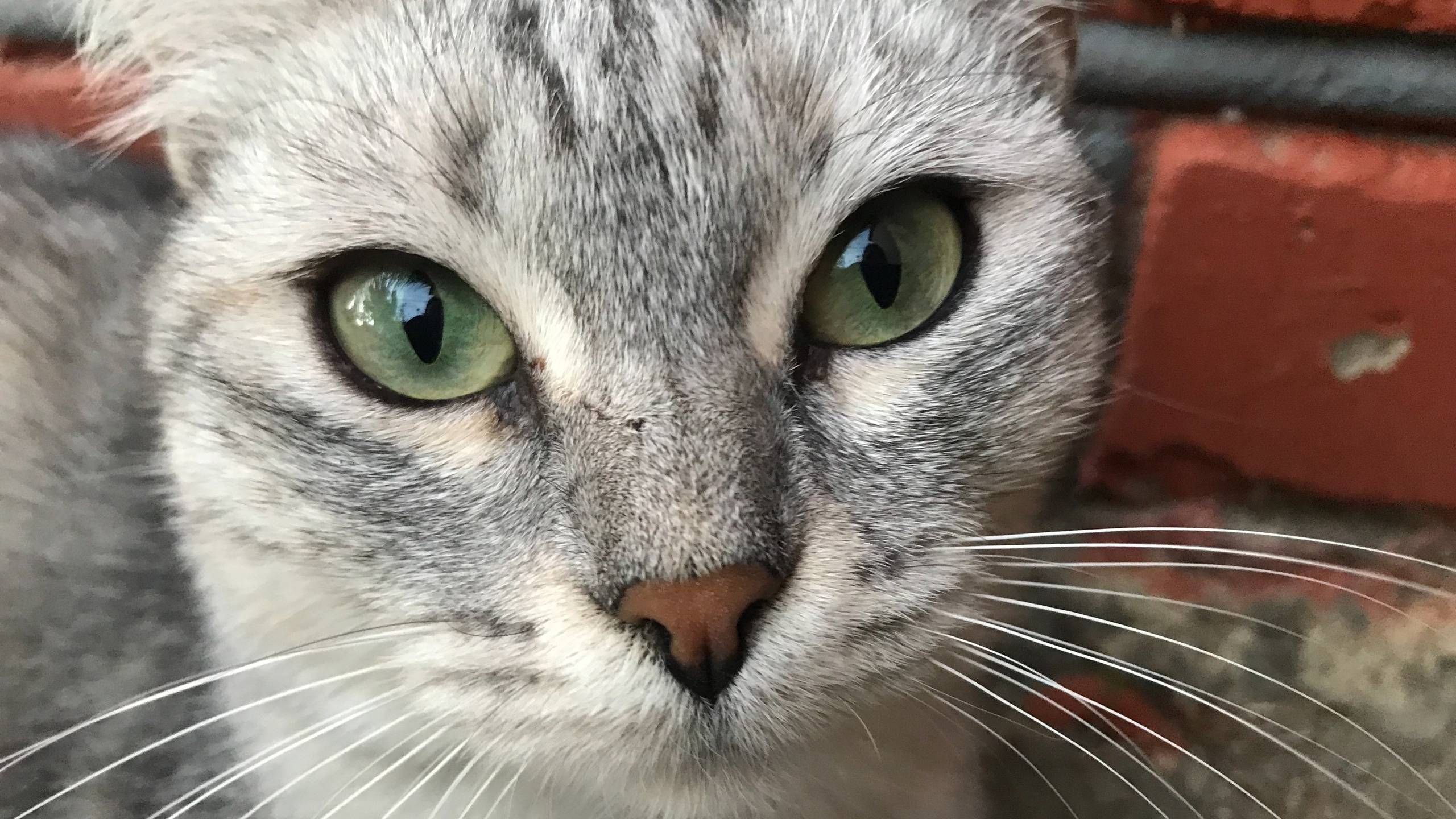 Не заставляйте кошек плакать смотреть онлайн