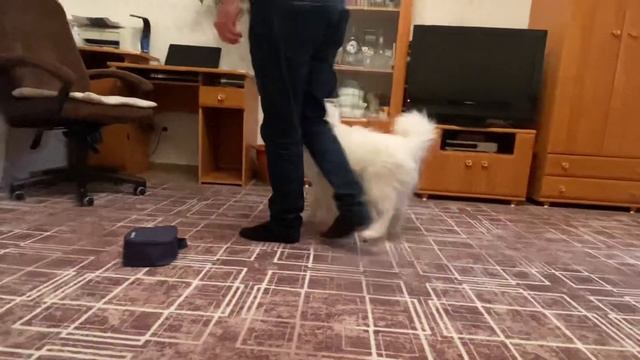 Вечерние занятия щенка самоеда смотреть онлайн